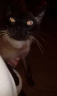 Gatinha