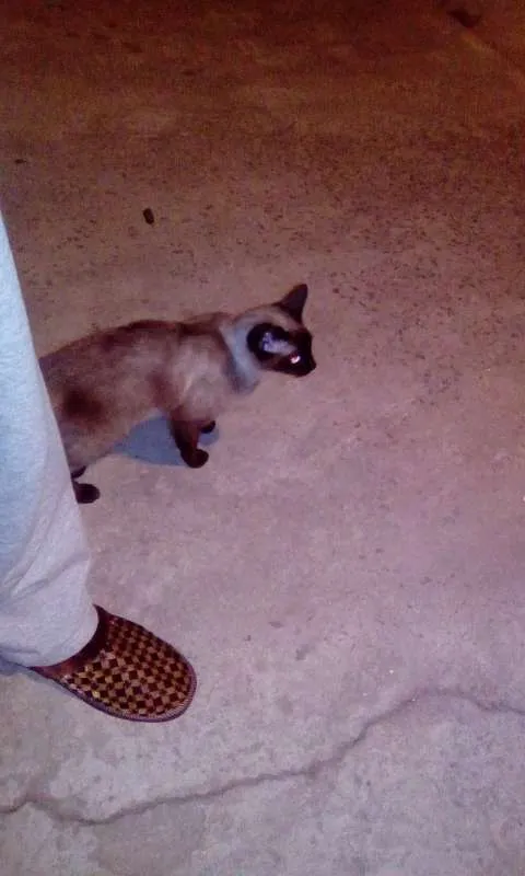 Gato ra a siames idade 2 a 6 meses nome Gatinha