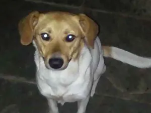 Cachorro raça Mistura labrador vira lata idade 1 ano nome Luna