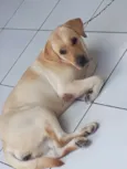 Amora