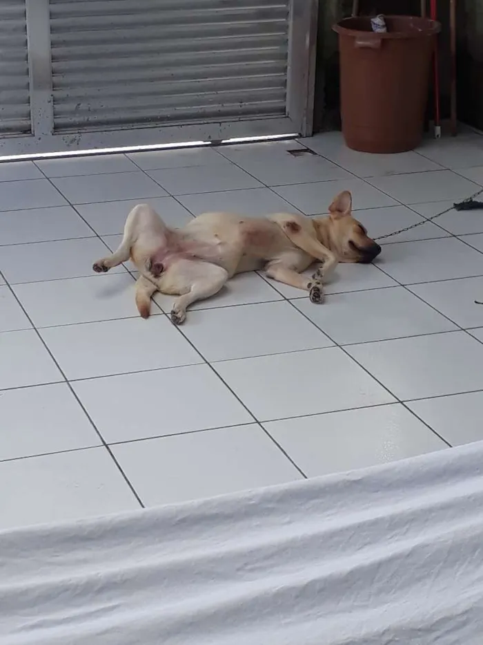 Cachorro ra a labrador idade 1 ano nome Amora