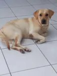 Amora