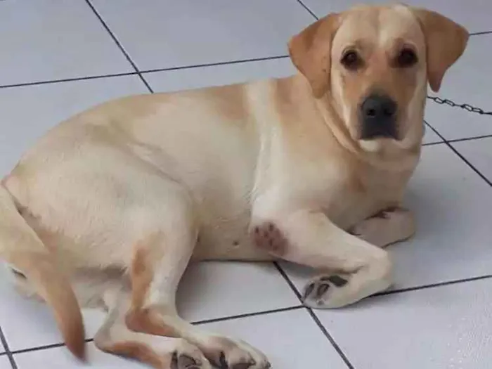 Cachorro ra a labrador idade 1 ano nome Amora