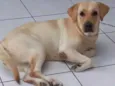Amora