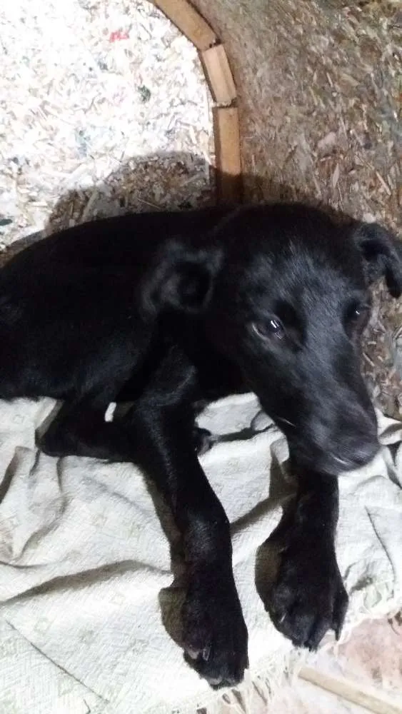 Cachorro ra a Vira lata idade 2 a 6 meses nome Duque