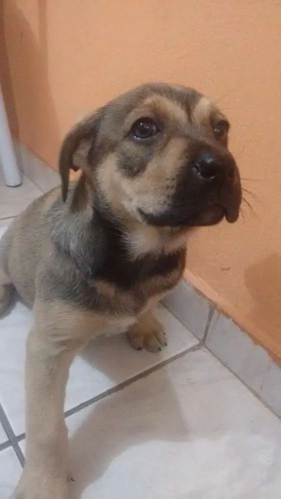 Cachorro ra a SRD idade Abaixo de 2 meses nome Menina