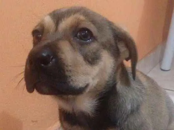 Cachorro ra a SRD idade Abaixo de 2 meses nome Menina