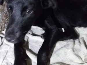 Cachorro raça Vira lata idade 2 a 6 meses nome Duque