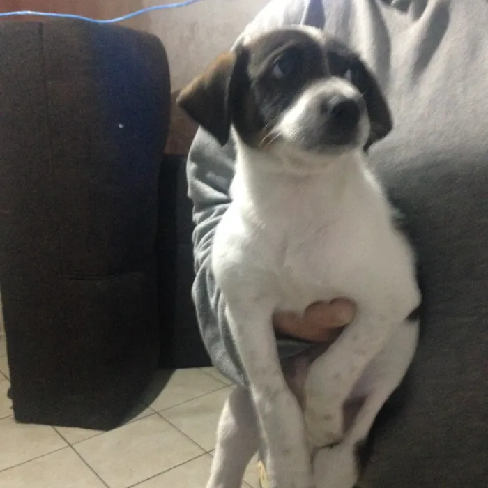 Cachorro ra a Vira lata (fox paulistinha) idade Abaixo de 2 meses nome Sem nome