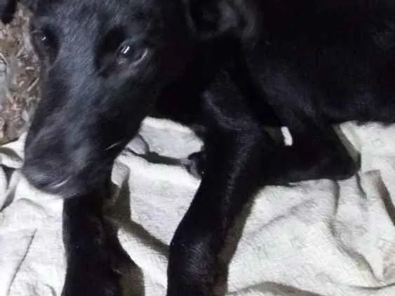 Cachorro ra a Vira lata idade 2 a 6 meses nome Duque