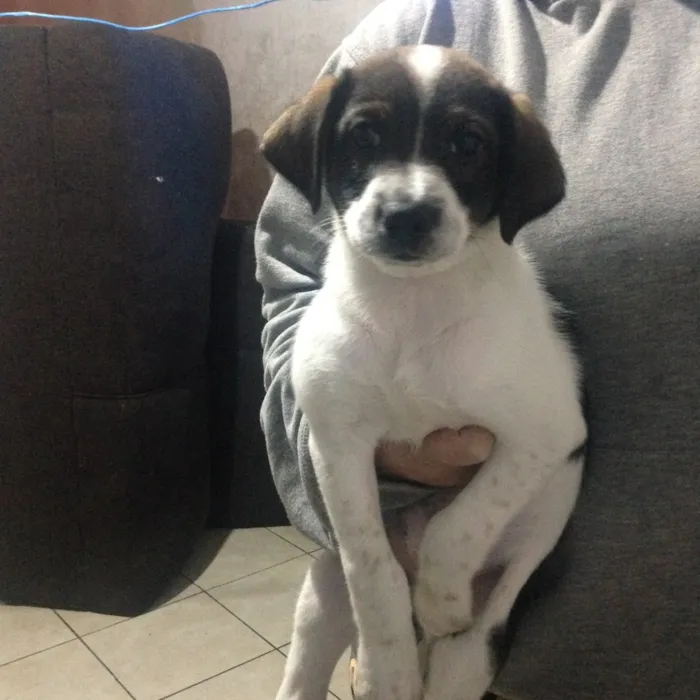 Cachorro ra a Vira lata (fox paulistinha) idade Abaixo de 2 meses nome Sem nome