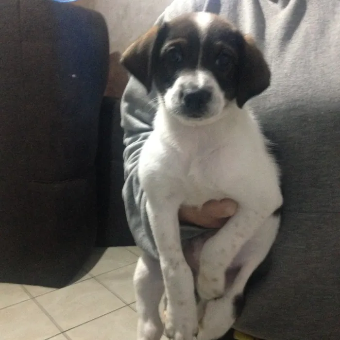 Cachorro ra a Vira lata (fox paulistinha) idade Abaixo de 2 meses nome Sem nome