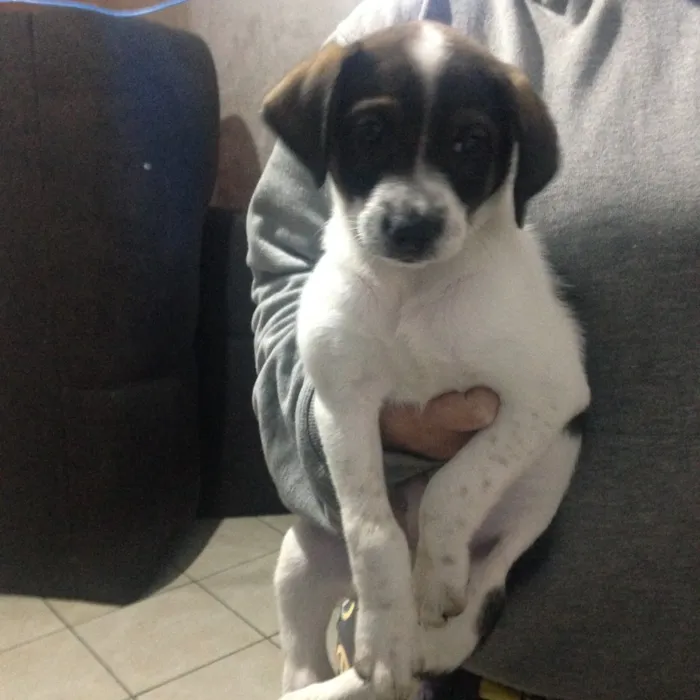 Cachorro ra a Vira lata (fox paulistinha) idade Abaixo de 2 meses nome Sem nome