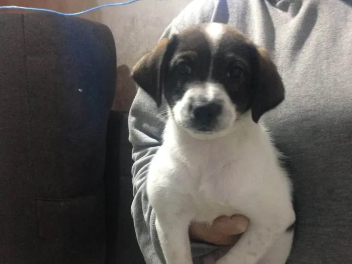 Cachorro ra a Vira lata (fox paulistinha) idade Abaixo de 2 meses nome Sem nome