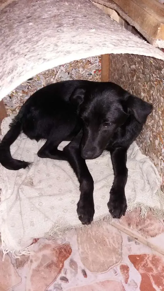 Cachorro ra a Vira lata idade 2 a 6 meses nome Duque