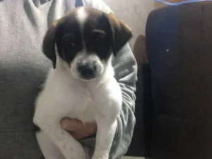 Cachorro raça Vira lata (fox paulistinha) idade Abaixo de 2 meses nome Sem nome