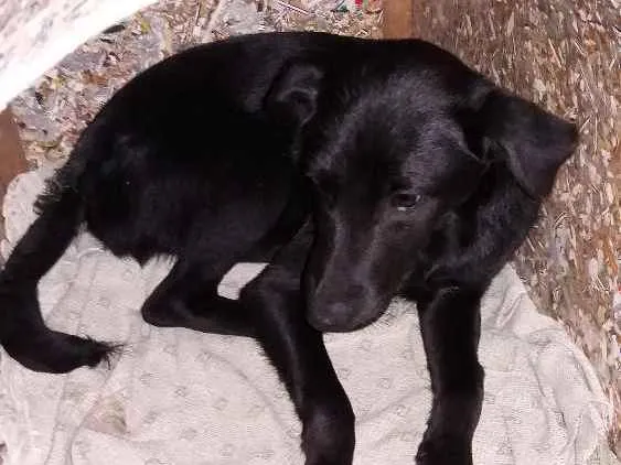 Cachorro ra a Vira lata idade 2 a 6 meses nome Duque