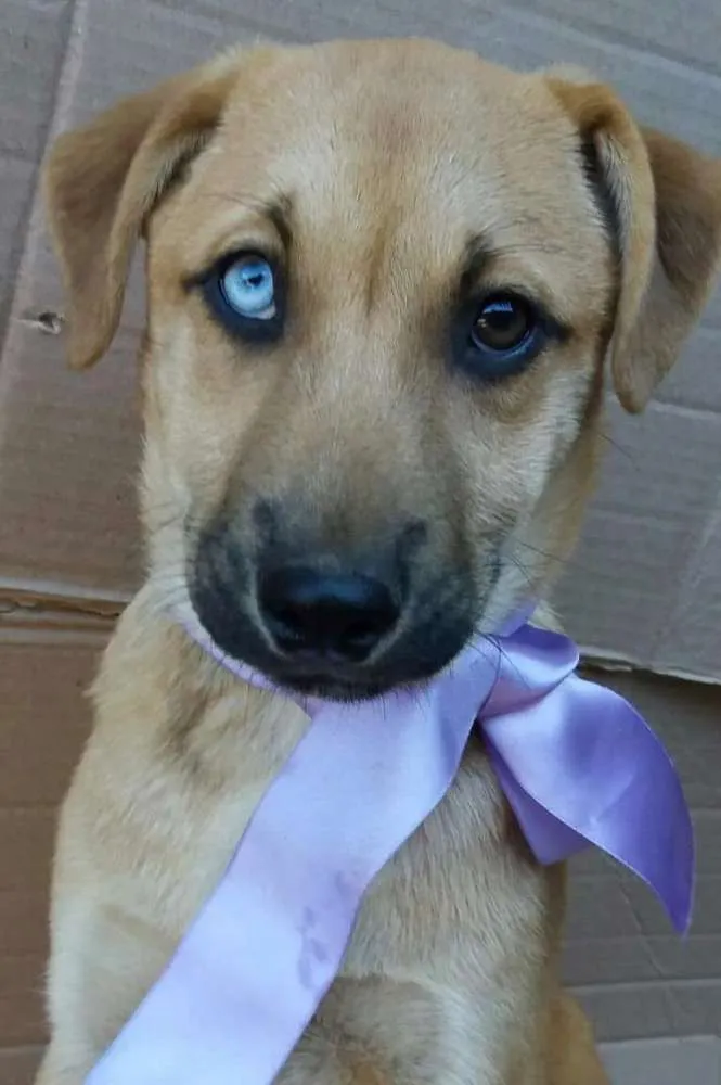 Cachorro ra a Sem raça definida idade 2 a 6 meses nome Filhotes 