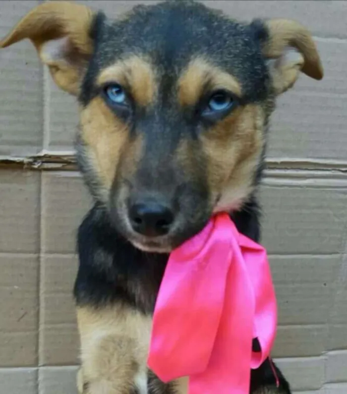 Cachorro ra a Sem raça definida idade 2 a 6 meses nome Filhotes 