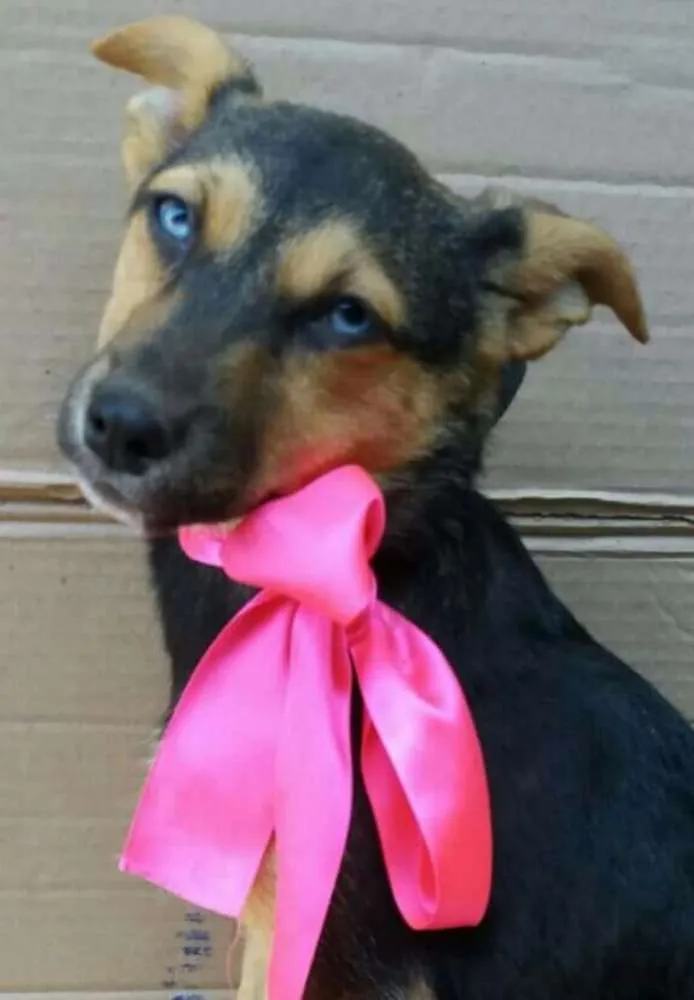 Cachorro ra a Sem raça definida idade 2 a 6 meses nome Filhotes 