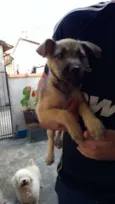 bibi