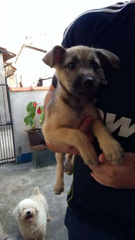 Cachorro ra a ñão sei idade 2 a 6 meses nome bibi