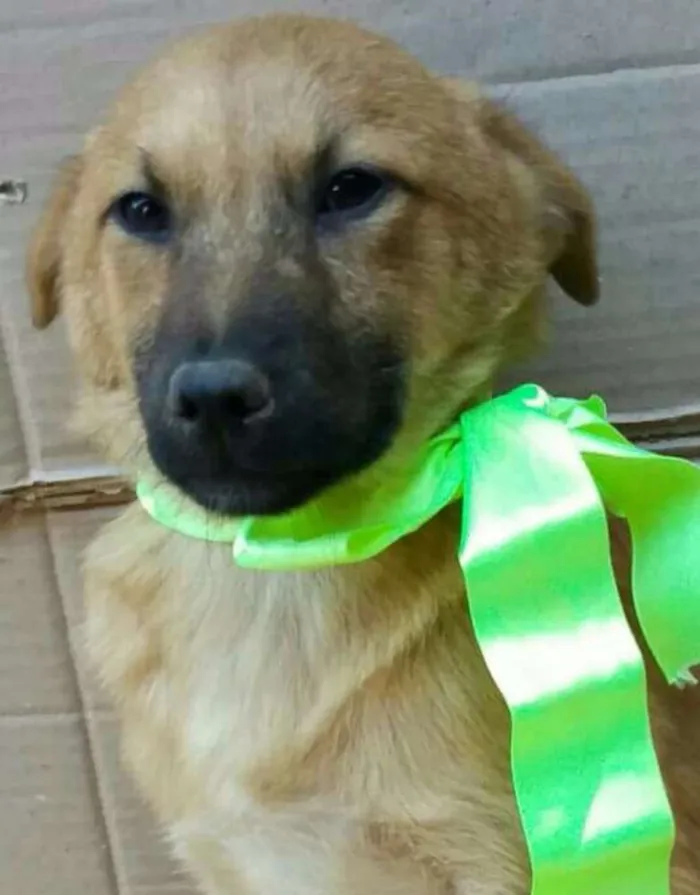 Cachorro ra a Sem raça definida idade 2 a 6 meses nome Filhotes 