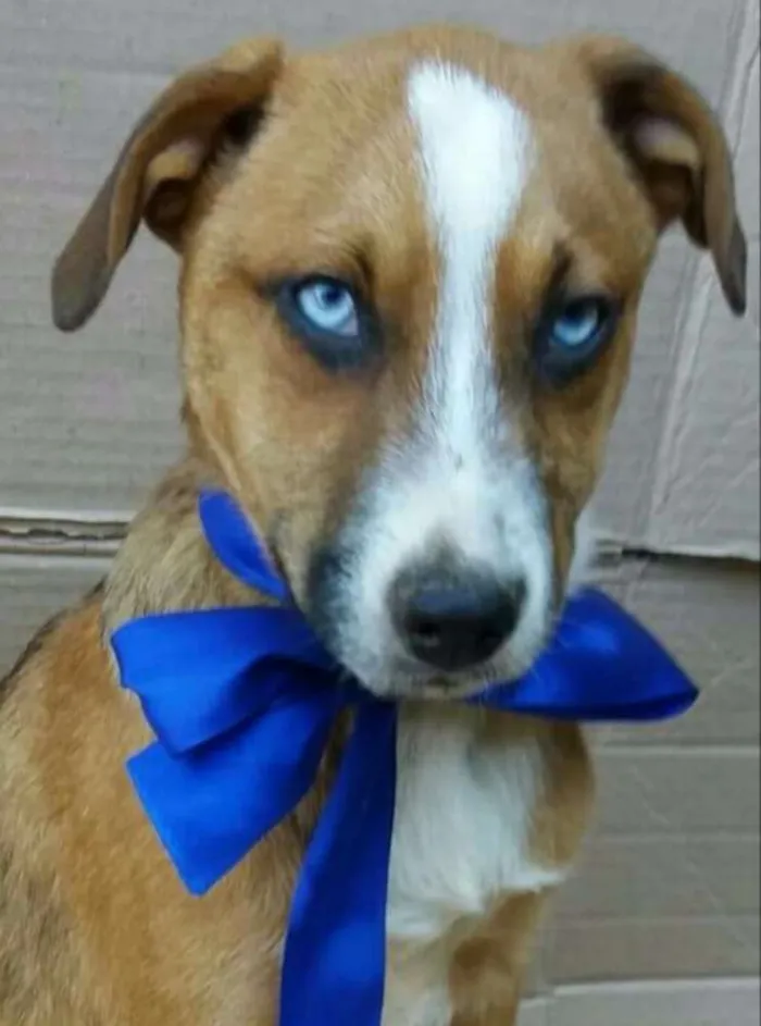 Cachorro ra a Sem raça definida idade 2 a 6 meses nome Filhotes 