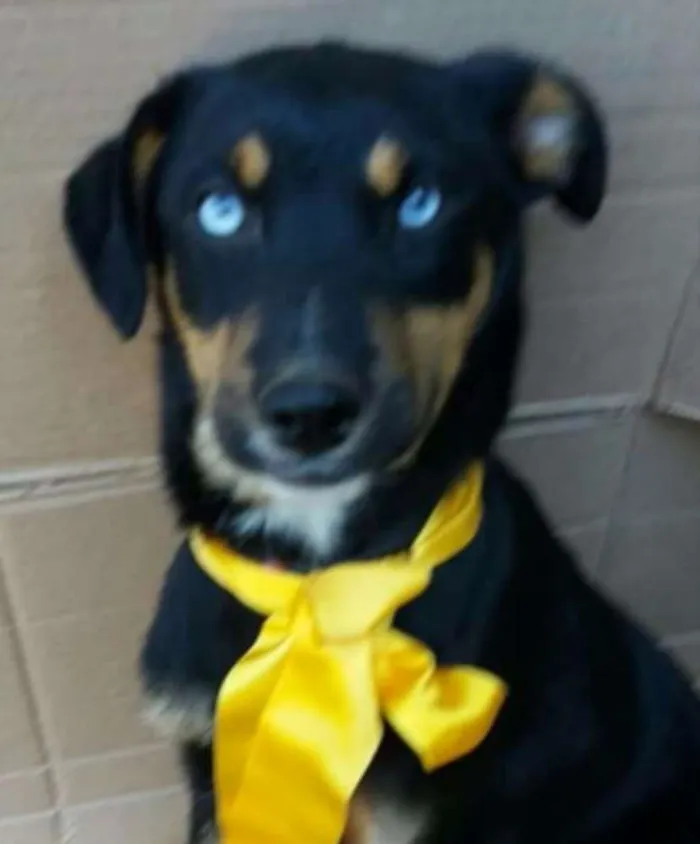 Cachorro ra a Sem raça definida idade 2 a 6 meses nome Filhotes 