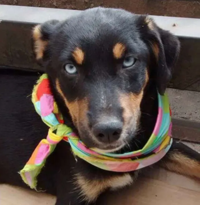 Cachorro ra a Sem raça definida idade 2 a 6 meses nome Filhotes 