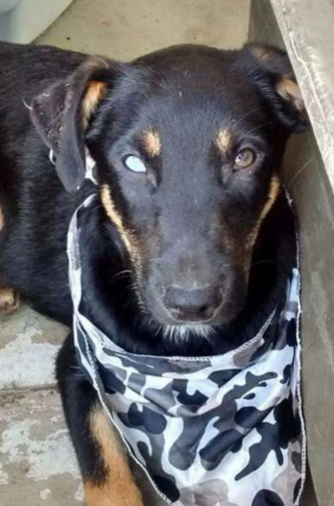 Cachorro ra a Sem raça definida idade 2 a 6 meses nome Filhotes 