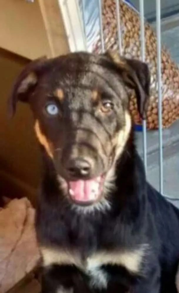 Cachorro ra a Sem raça definida idade 2 a 6 meses nome Filhotes 