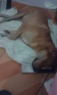 Não possui