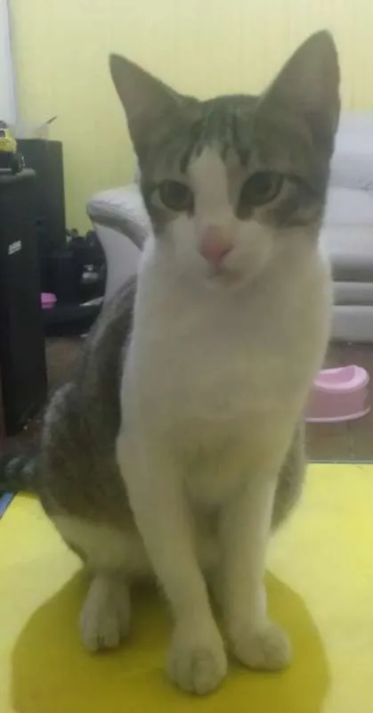 Gato ra a indefinida idade 2 a 6 meses nome tigrinho