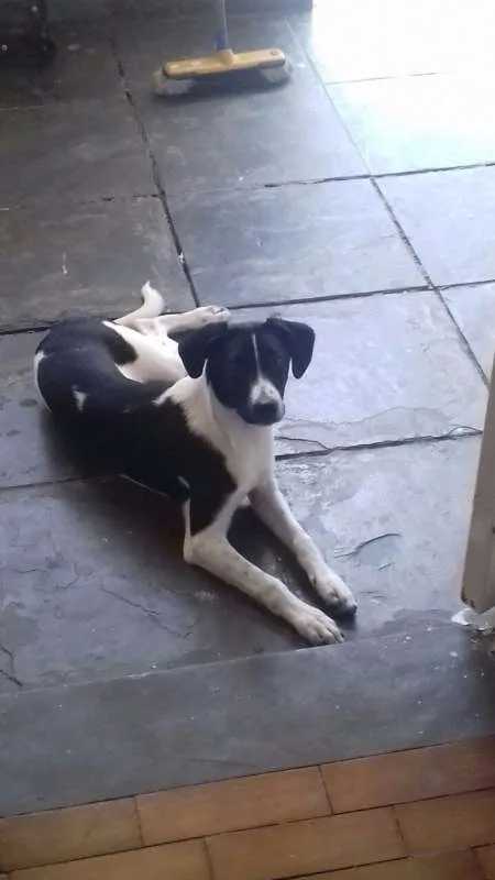 Cachorro raça SRD idade 7 a 11 meses nome Faísca