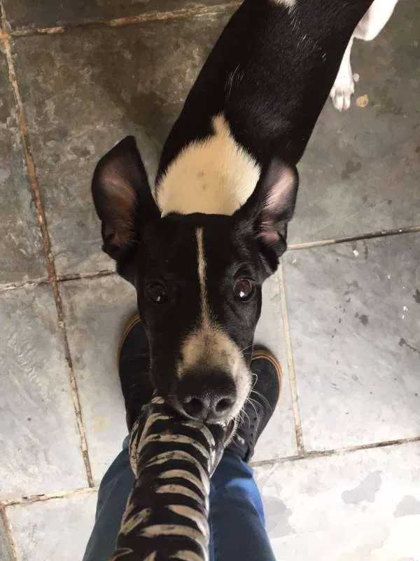 Cachorro raça SRD idade 7 a 11 meses nome Faísca