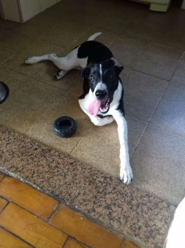 Cachorro raça SRD idade 7 a 11 meses nome Faísca