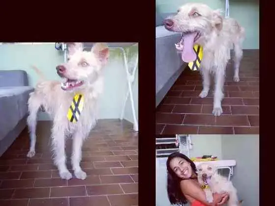 Cachorro ra a Indefinida idade 3 anos nome Ximbinha