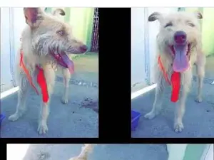 Cachorro raça Indefinida idade 3 anos nome Ximbinha