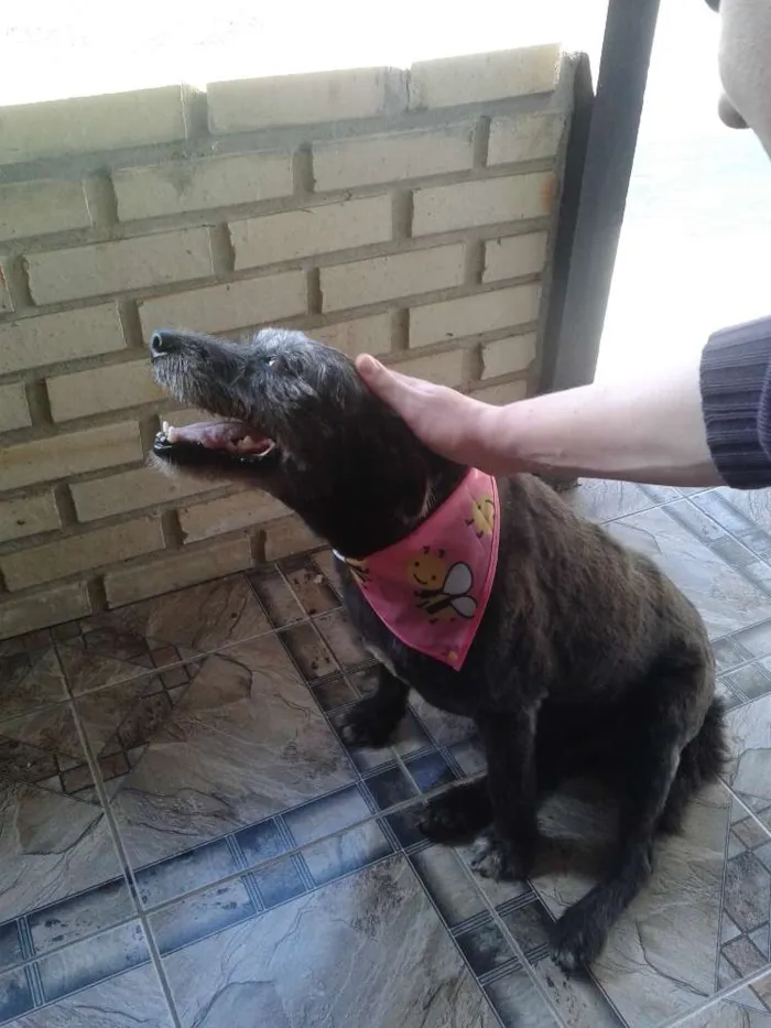 Cachorro ra a Vira lata idade 6 ou mais anos nome Nega