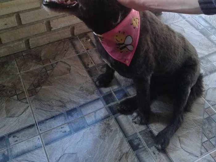 Cachorro ra a Vira lata idade 6 ou mais anos nome Nega