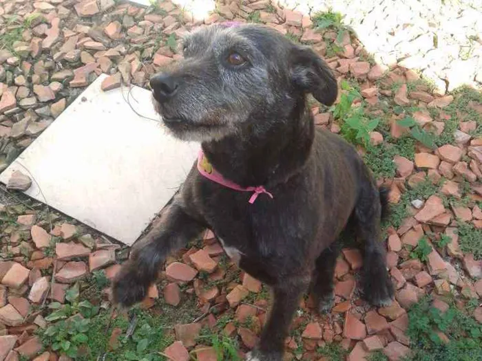 Cachorro ra a Vira lata idade 6 ou mais anos nome Nega