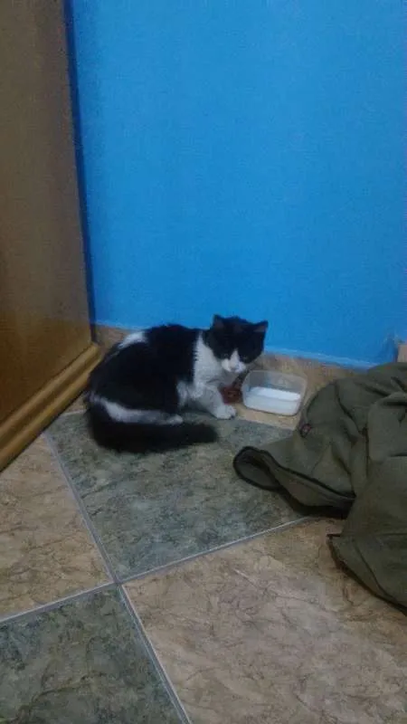 Gato ra a Desconhecida idade 2 a 6 meses nome Não possui