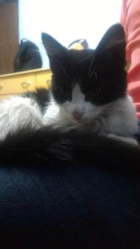 Gato ra a Desconhecida idade 2 a 6 meses nome Não possui
