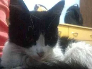 Gato raça Desconhecida idade 2 a 6 meses nome Não possui