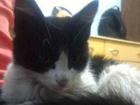 Gato ra a Desconhecida idade 2 a 6 meses nome Não possui