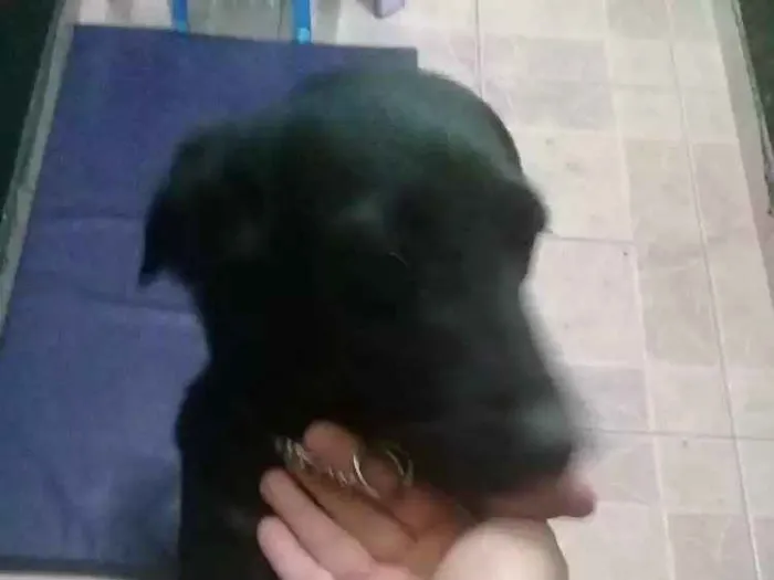 Cachorro ra a VL idade 7 a 11 meses nome Sem nome