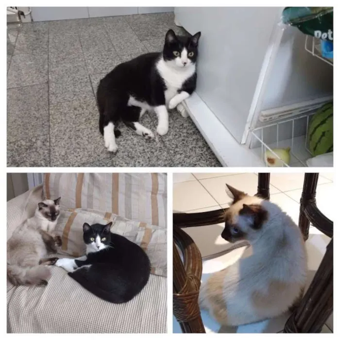 Gato raça SRD/Siamês idade  nome Pudim de Ameixa/Rome