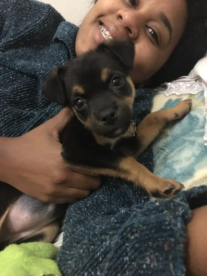 Cachorro ra a Vira lata idade 2 a 6 meses nome Balu