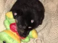 Balu